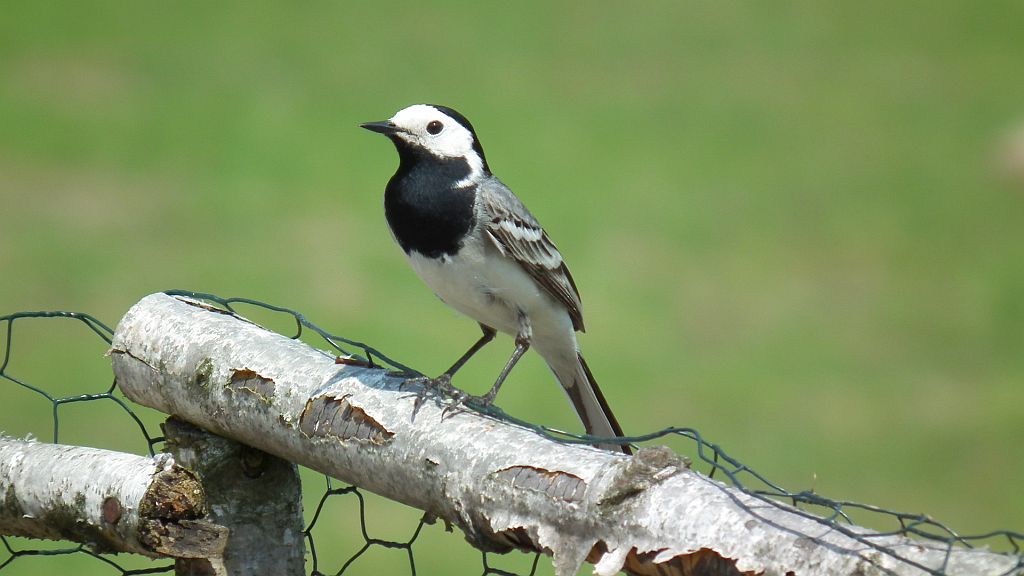 Pliszka siwa (Motacilla alba)