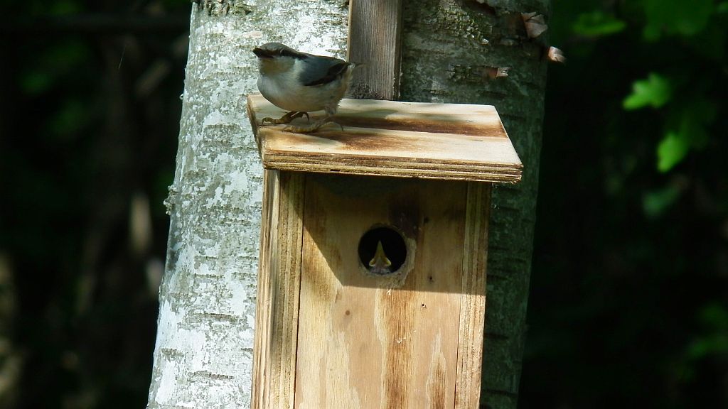 Kowalik, kowalik zwyczajny, bargiel (Sitta europaea)