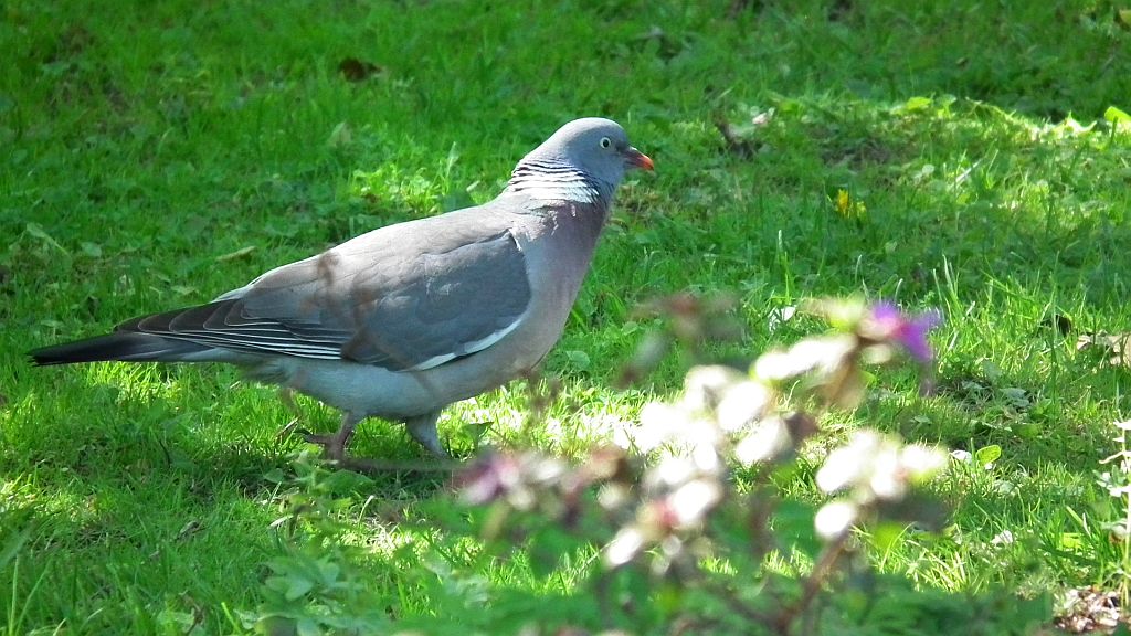 Grzywacz, gołąb grzywacz (Columba palumbus)