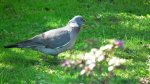 Grzywacz, gołąb grzywacz (Columba palumbus)