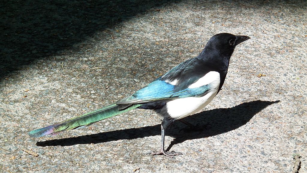 Sroka zwyczajna, sroka pospolita, sroka (Pica pica)