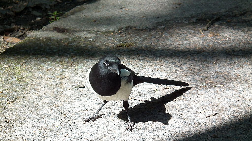 Sroka zwyczajna, sroka pospolita, sroka (Pica pica)