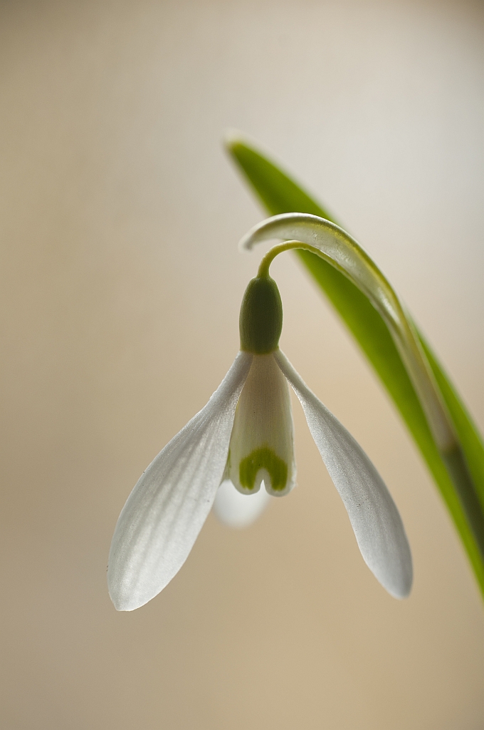 Śnieżyczka przebiśnieg (Galanthus nivalis)