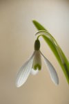 Śnieżyczka przebiśnieg (Galanthus nivalis)
