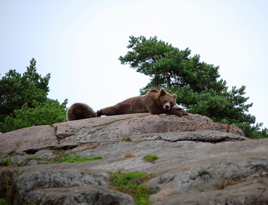 Niedźwiedź brunatny (Ursus arctos)