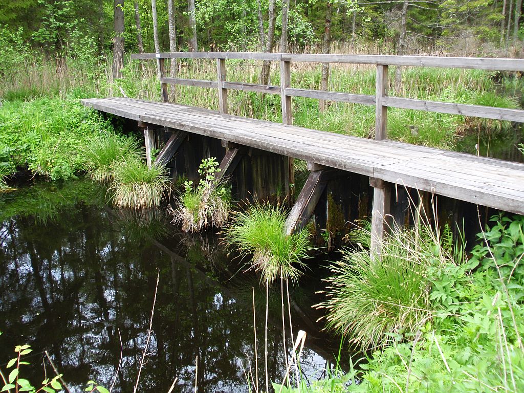 Wyżary w Puszczy Knyszyńskiej.