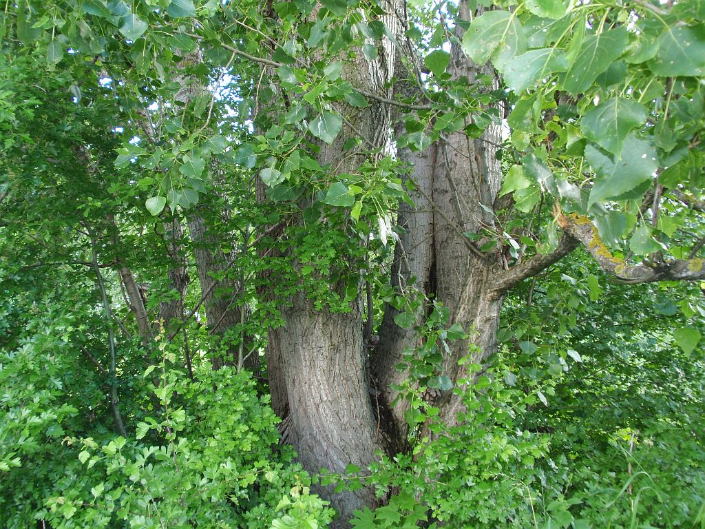 W lesie, gdzieś w okolicach Zajmy.