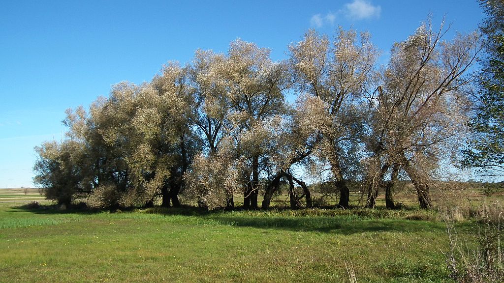 Nadnarwiańskie łąki (Łupianka Stara)