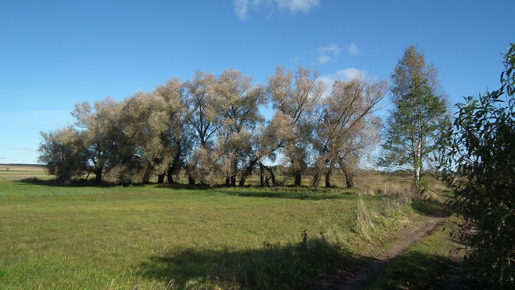 Nadnarwiańskie łąki (Łupianka Stara)
