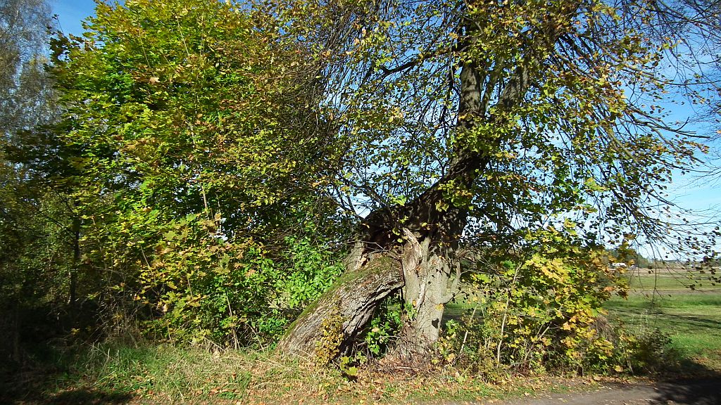 Okolice kopalni kredy (Łupianka Stara)
