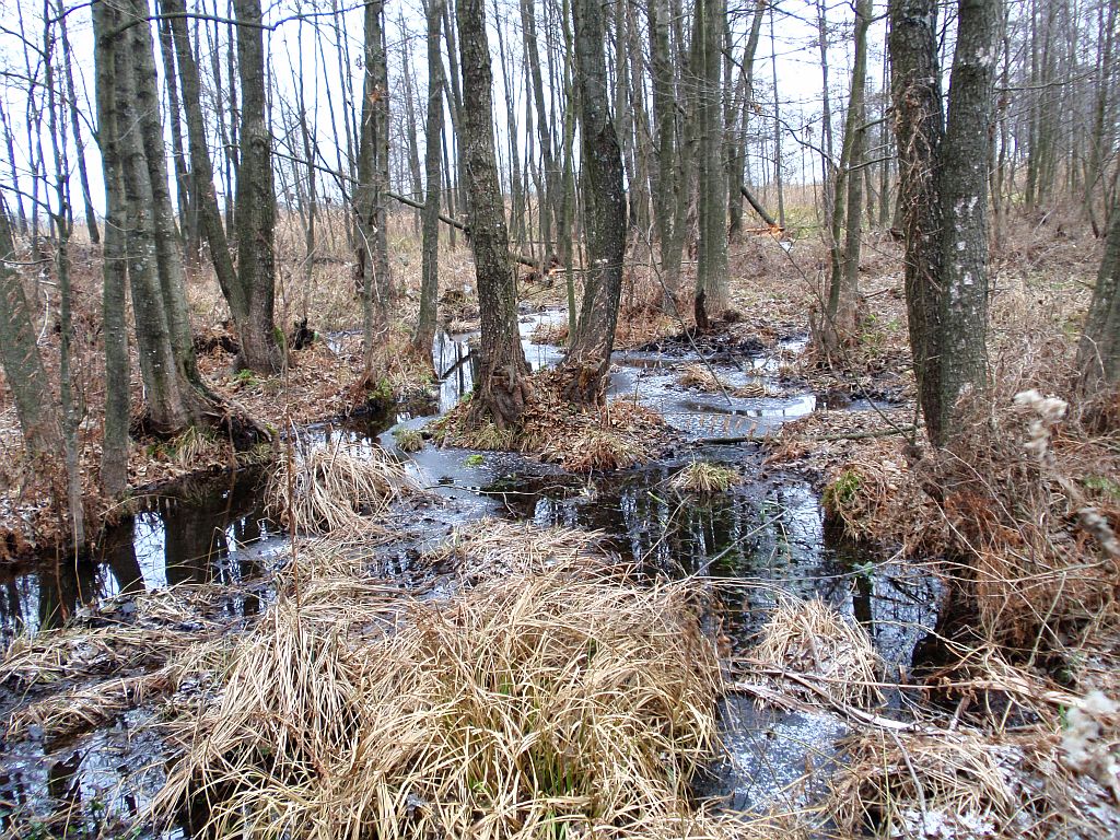 Las łęgowy w okolicach Baciut