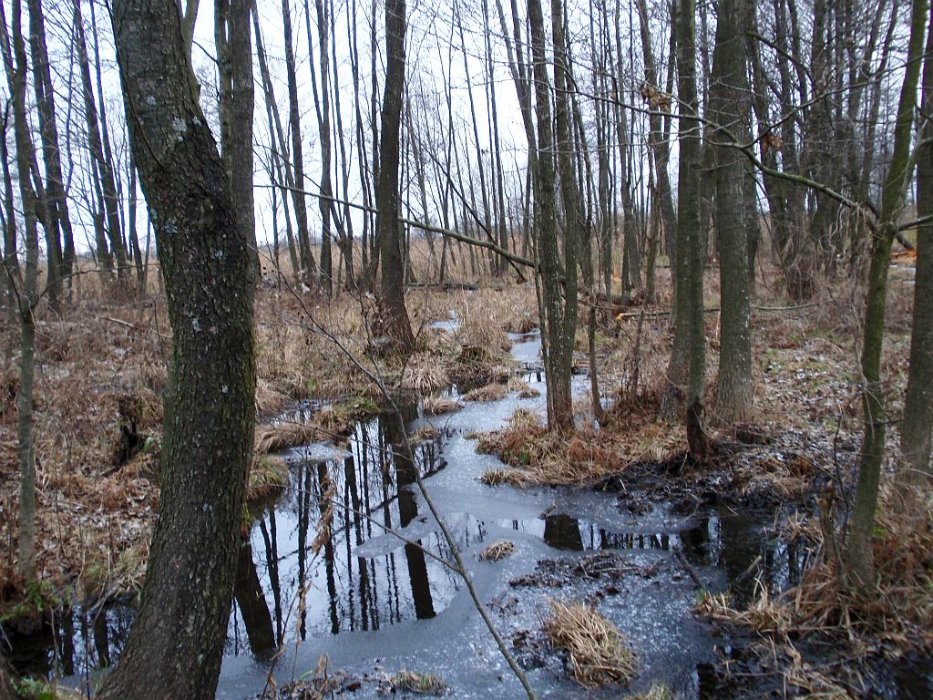 Las w okilicach Baciut