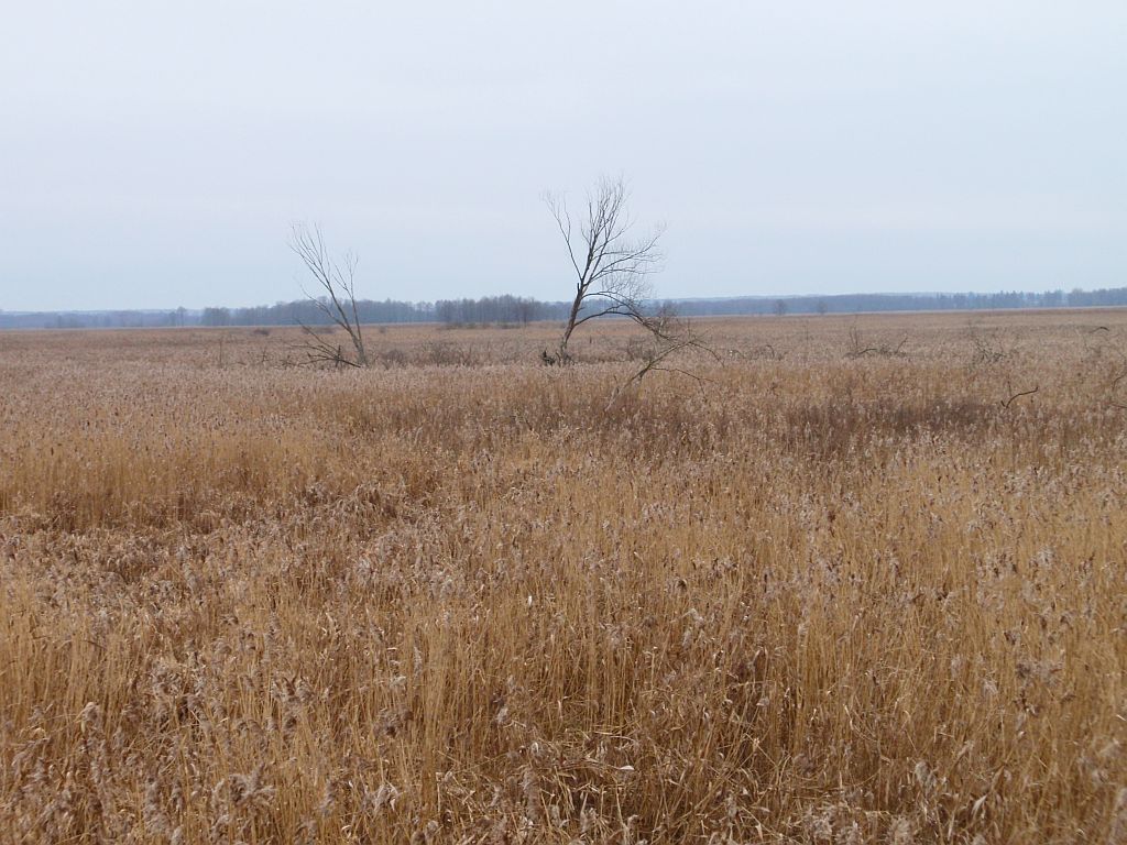 Trzcinowisko w okolicach Waniewa