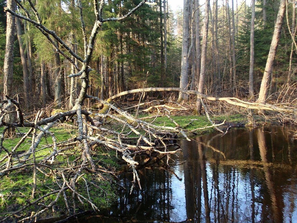 Czarna pomiedzy Mostkiem i Katrynką