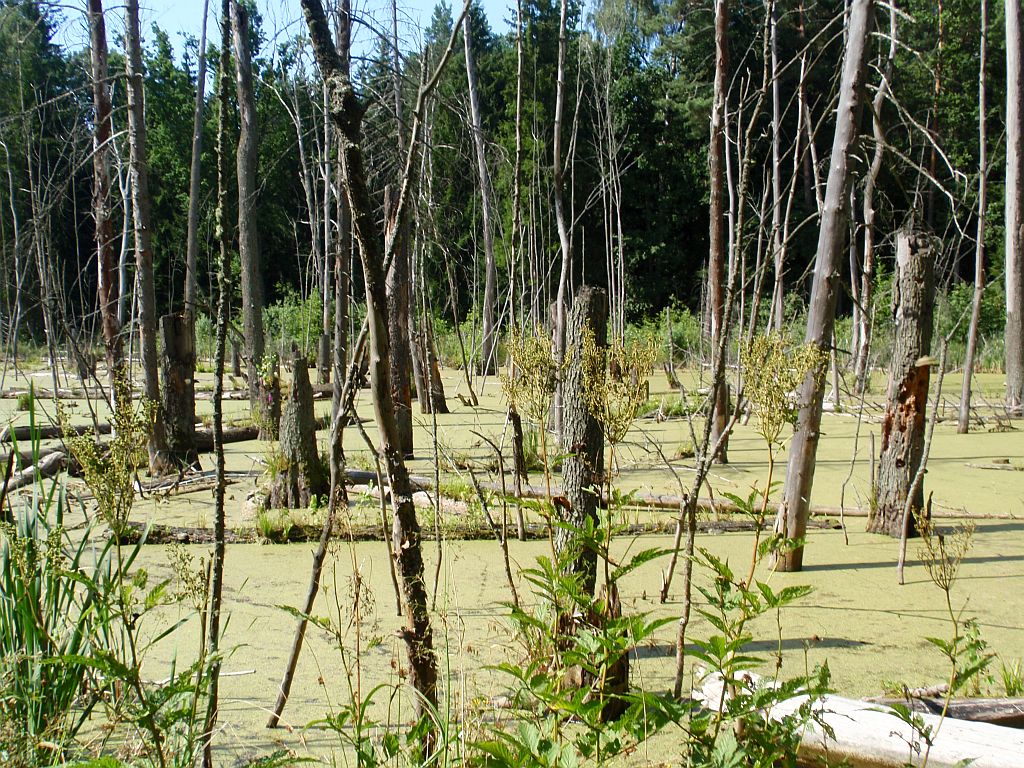 Bagno w okolicach Lewkowa