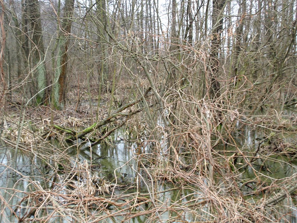 Wiosenny las w okolicach Baciut