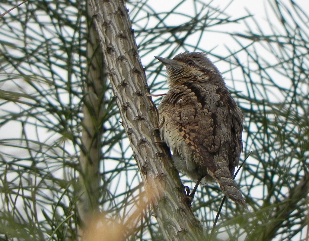 Krętogłów (Jynx torquilla)