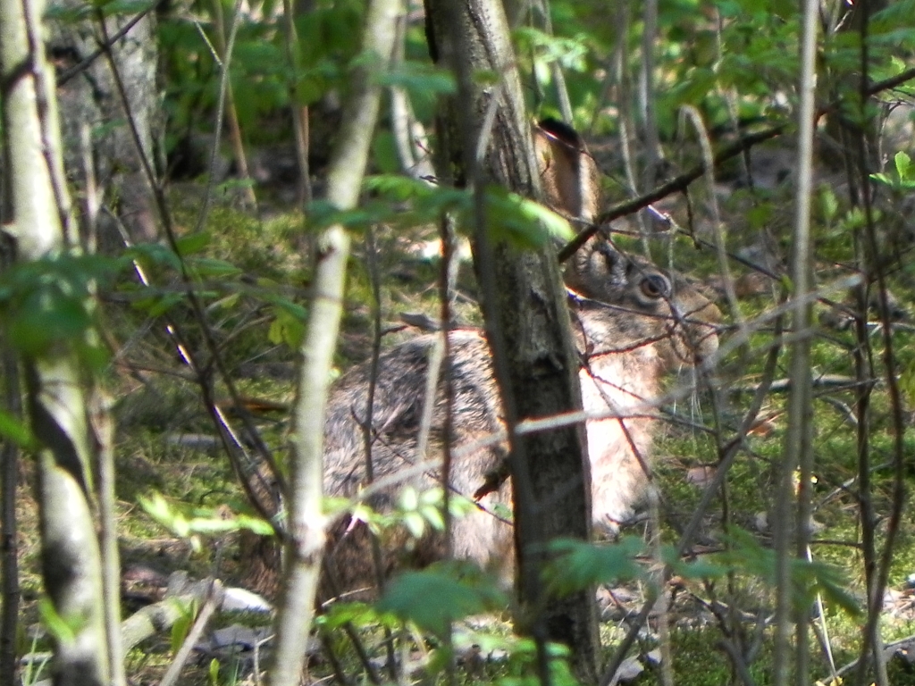 Zając szarak (Lepus europaeus)