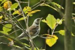 Kwiczoł (Turdus pilaris)