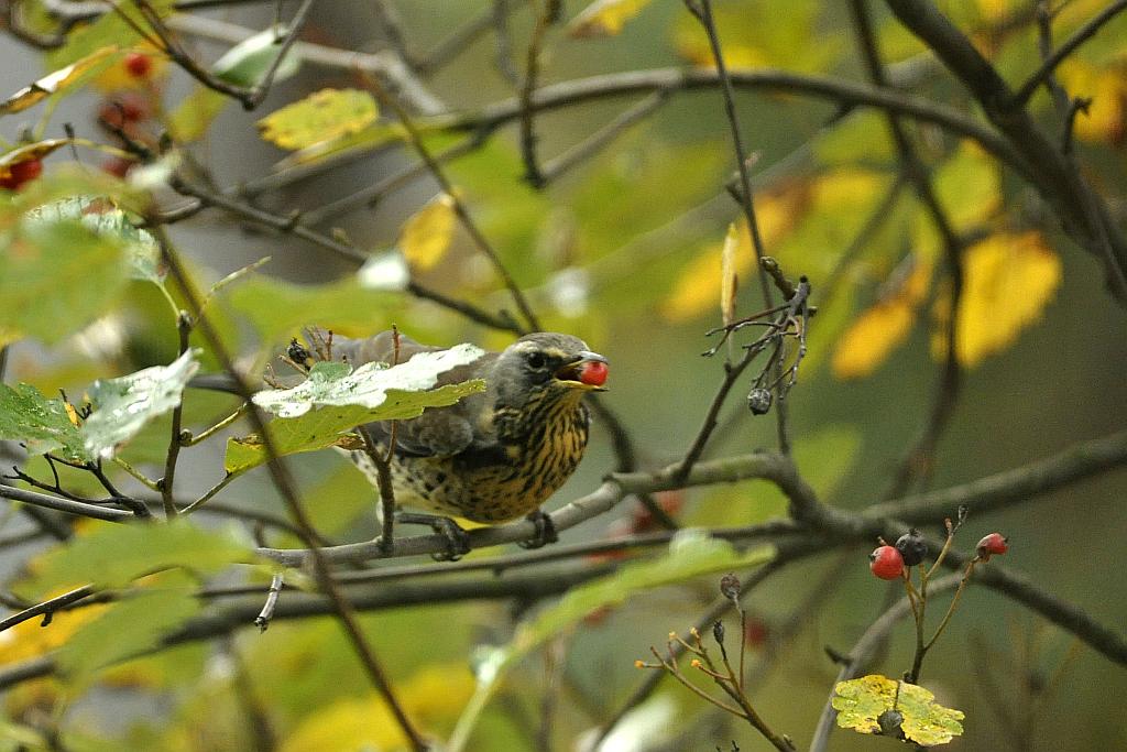 Kwiczoł (Turdus pilaris)