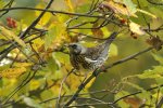 Kwiczoł (Turdus pilaris)
