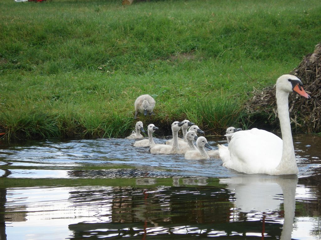 Łabędź niemy (Cygnus olor)