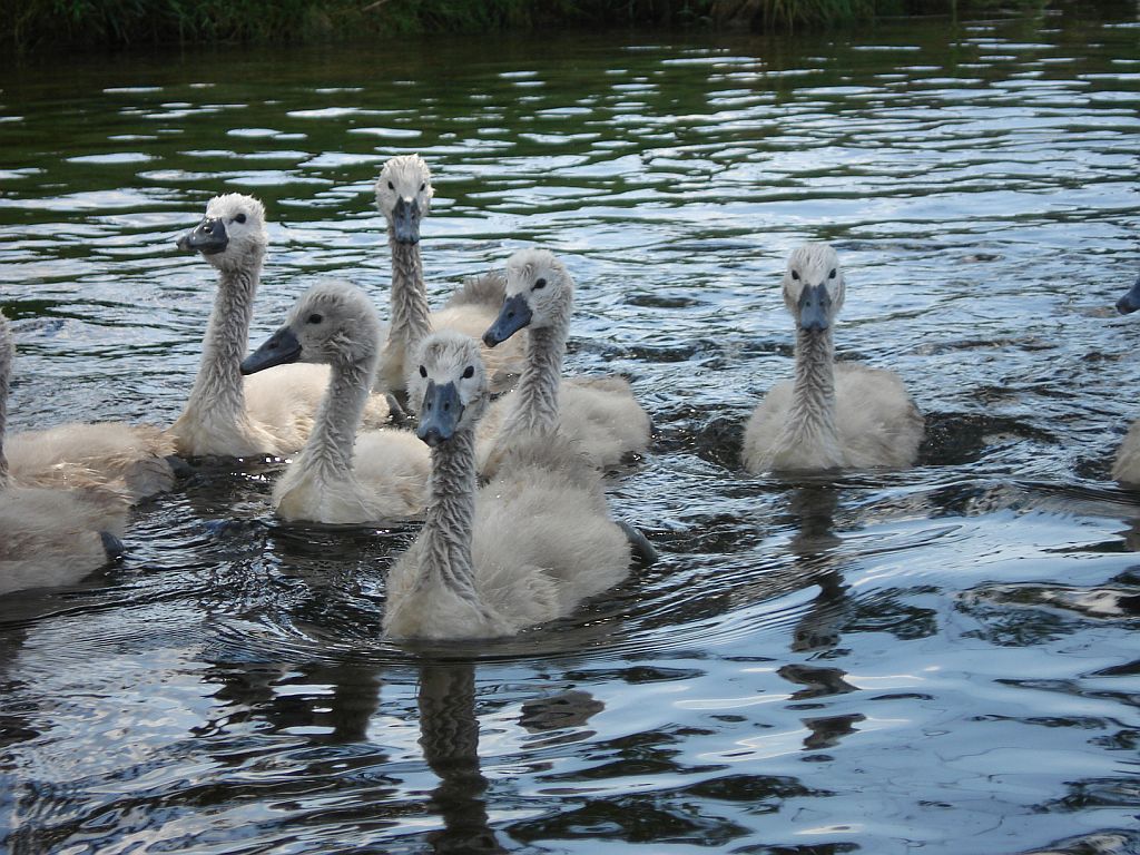 Łabędź niemy (Cygnus olor)