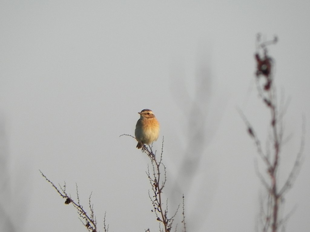 Pokląskwa (Saxicola rubetra)