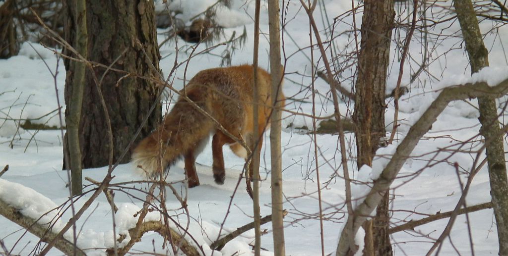 Lis, lis pospolity, lis rudy (Vulpes vulpes)