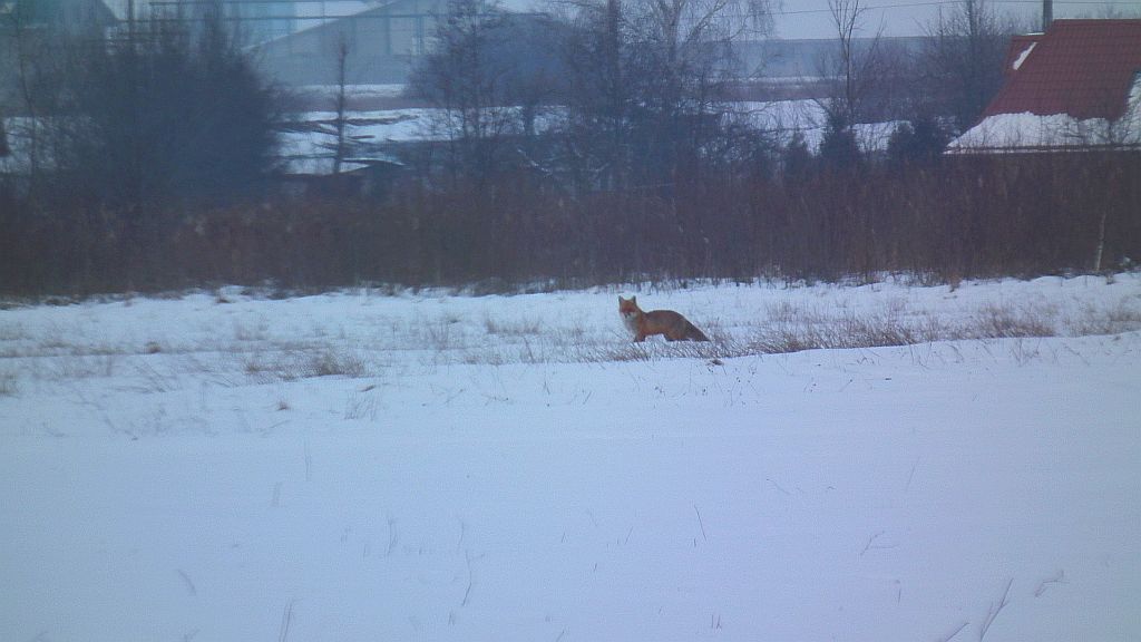 Lis, lis pospolity, lis rudy (Vulpes vulpes)