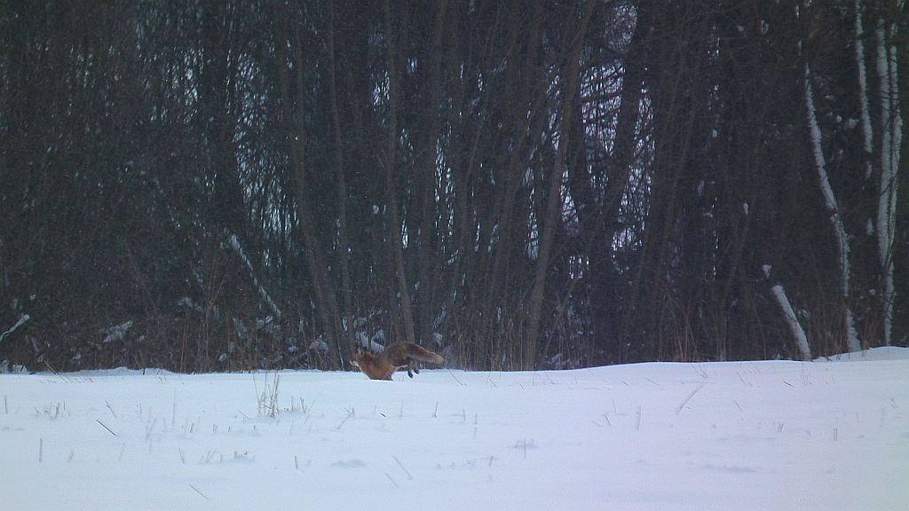 Lis, lis pospolity, lis rudy (Vulpes vulpes)