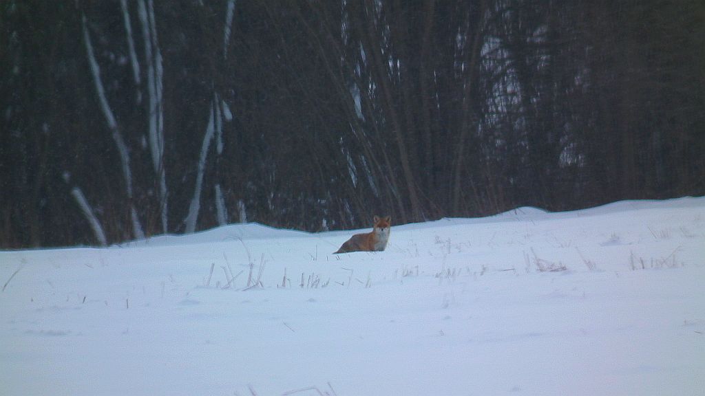 Lis, lis pospolity, lis rudy (Vulpes vulpes)