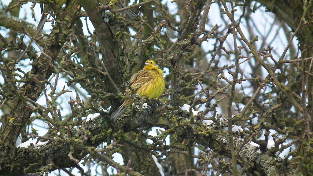 Trznadel zwyczajny, trznadel, trznadel żółtobrzuch (Emberiza citrinella)