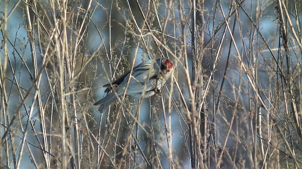 Czeczotka (Carduelis flammea syn. Acanthis flammea)