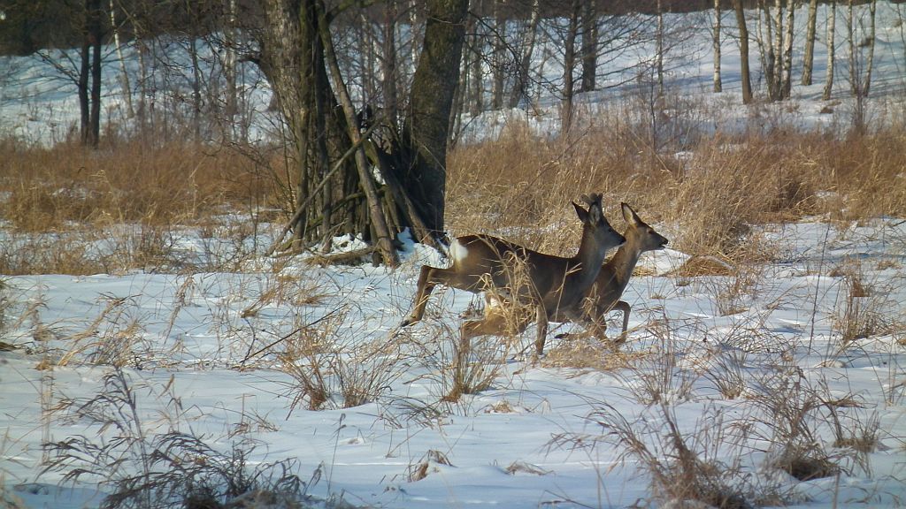 Sarna europejska (Capreolus capreolus)