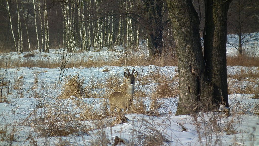 Sarna europejska (Capreolus capreolus)