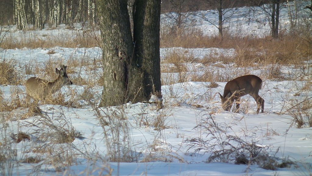 Sarna europejska (Capreolus capreolus)