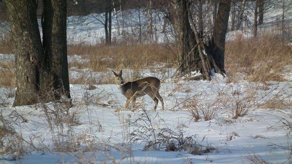 Sarna europejska (Capreolus capreolus)