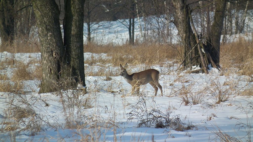 Sarna europejska (Capreolus capreolus)