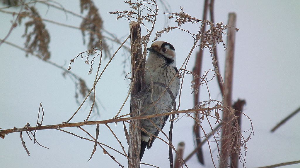 Dzięciołek /dzięcioł mały (Dendrocopos minor)