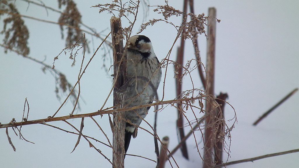 Dzięciołek /dzięcioł mały (Dendrocopos minor)