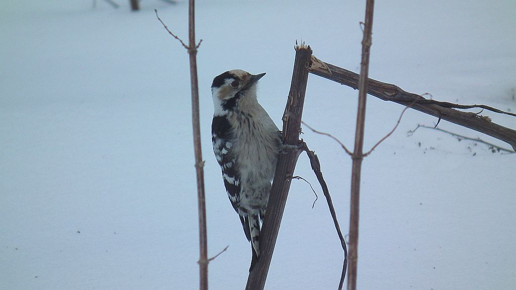 Dzięciołek /dzięcioł mały (Dendrocopos minor)