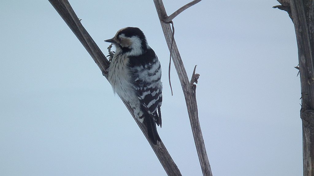 Dzięciołek /dzięcioł mały (Dendrocopos minor)