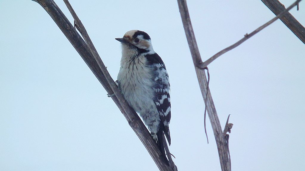 Dzięciołek /dzięcioł mały (Dendrocopos minor)