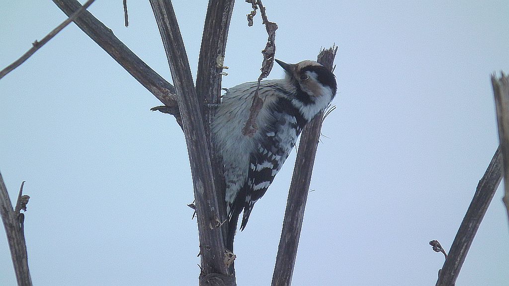 Dzięciołek /dzięcioł mały (Dendrocopos minor)