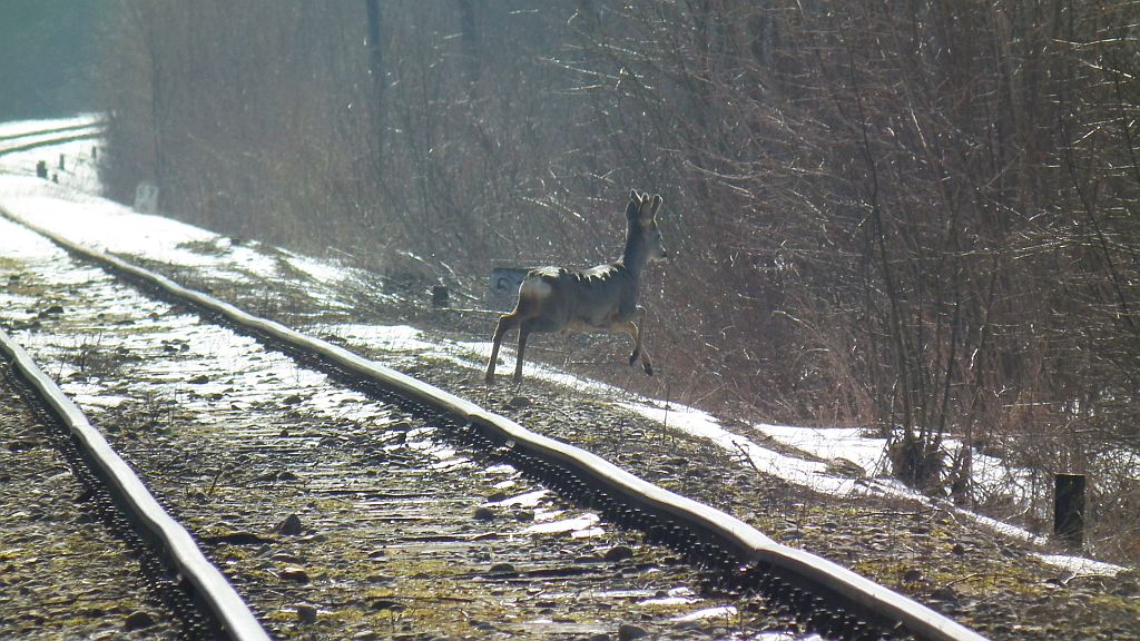Sarna europejska (Capreolus capreolus)