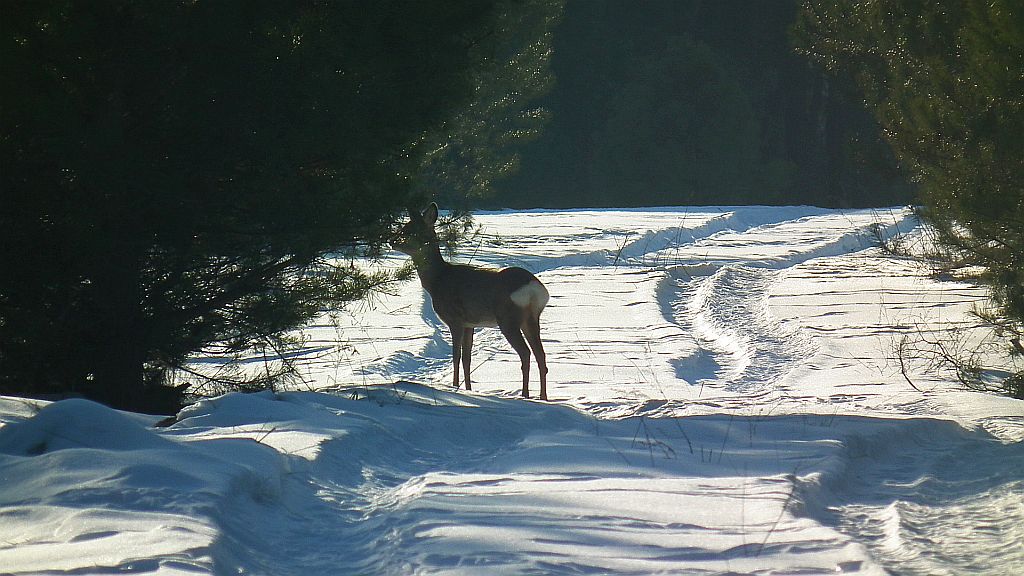 Sarna europejska (Capreolus capreolus)