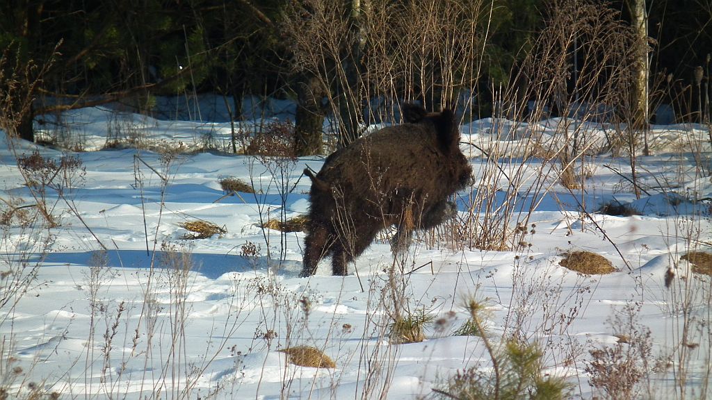 Dzik (Sus scrofa)