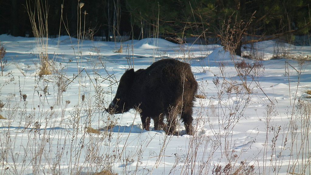 Dzik (Sus scrofa)