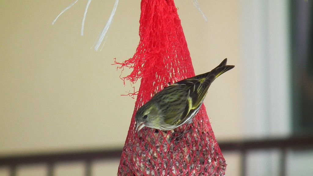 Czyż zwyczajny, czyż pospolity, czyżyk (Carduelis spinus)